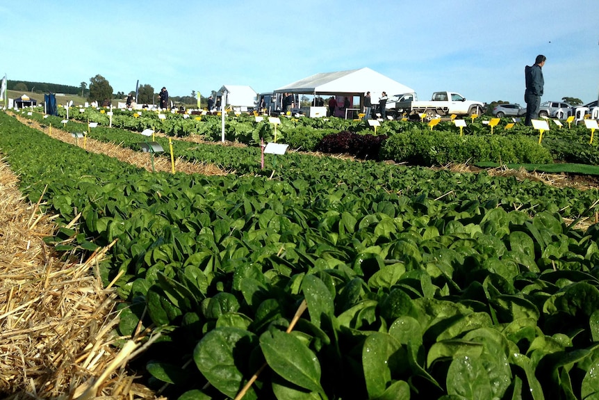 Leafy salad vegetables