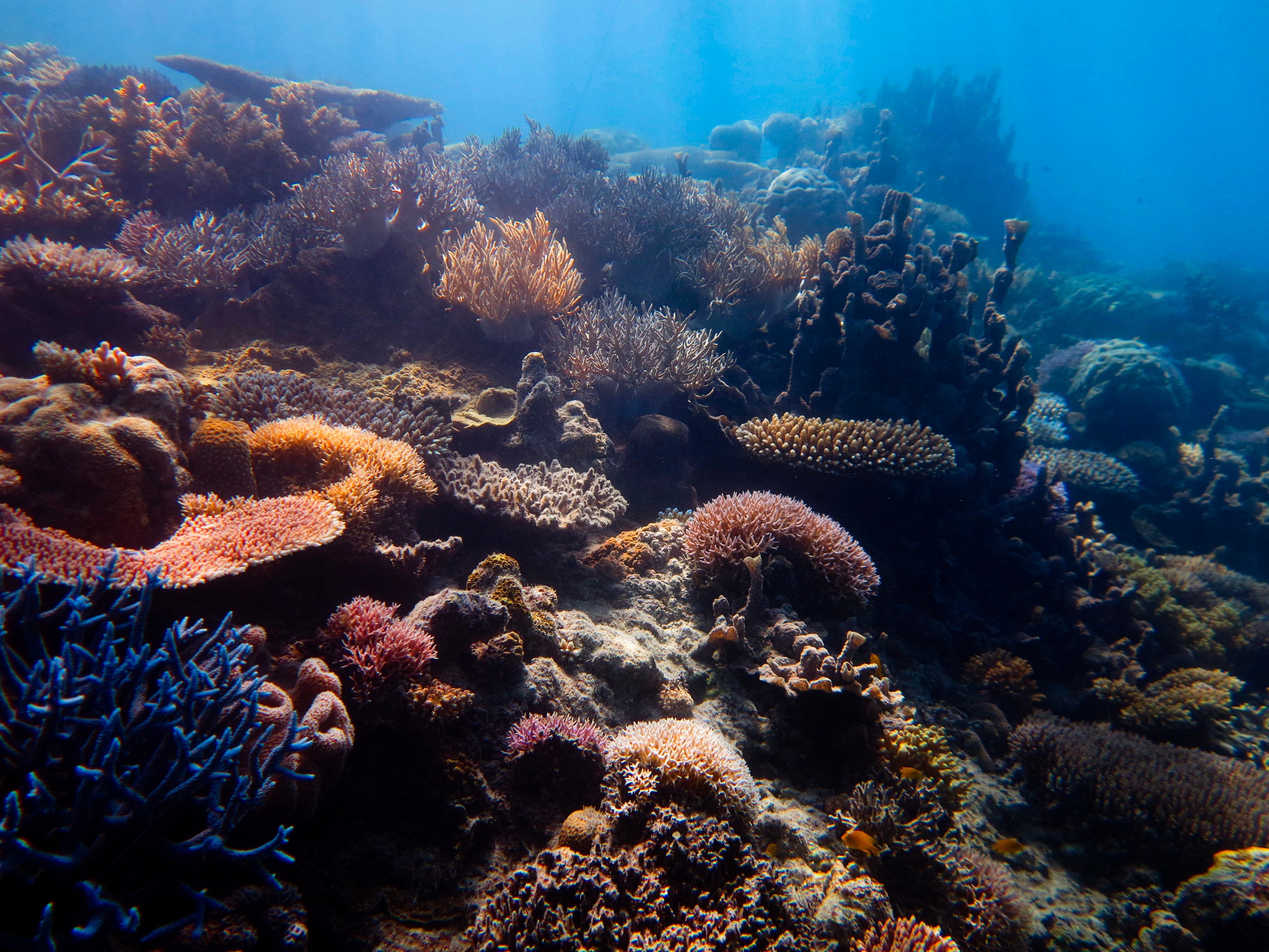 Small but promising signs of recovery on Great Barrier Reef