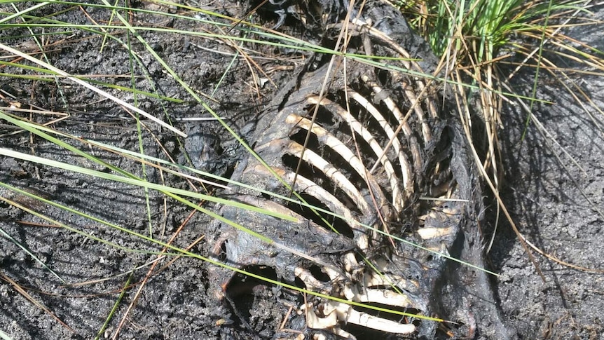 Remains of a greyhound
