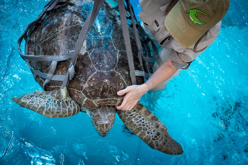 Inexperienced sea turtle inhabitants hit through ‘ugly’ sickness, Australia Zoo Natural world Clinic flooded with instances