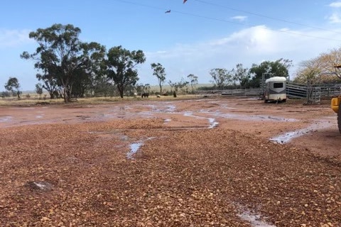 A wet paddock.