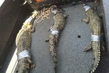Three crocodiles caught by rangers in Darwin Harbour.