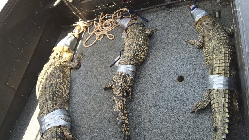 Three crocodiles caught by rangers in Darwin Harbour.