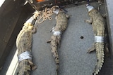 Three crocodiles caught by rangers in Darwin Harbour.