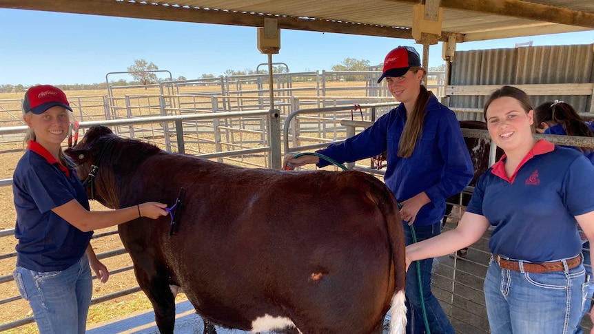 Three high school girls in jeans and blue tops wash a cow and smile at the camera