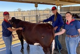 Three high school girls in jeans and blue tops wash a cow and smile at the camera