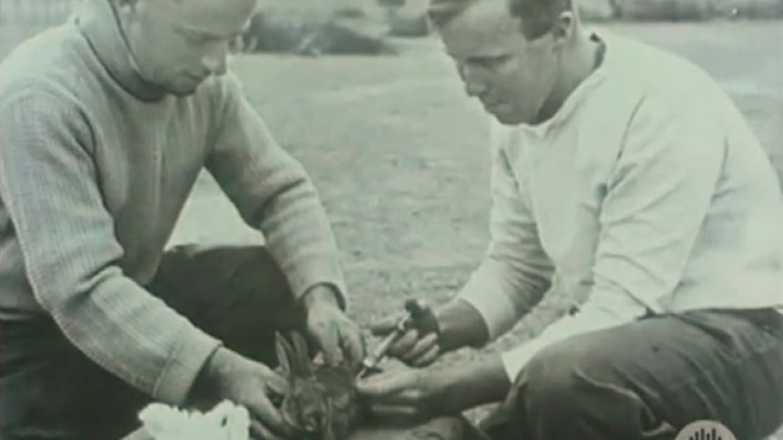 Two men kneel in a paddock, one holds a feral rabbit still while the other gives it an injection.