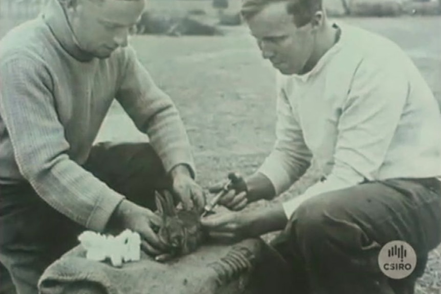 Two men kneel in a paddock, one holds a feral rabbit still while the other gives it an injection.