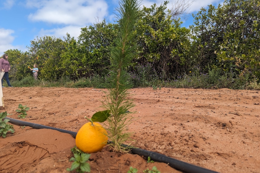 An orange next to a small Christmas tree at the Plush's property, on red dirt.