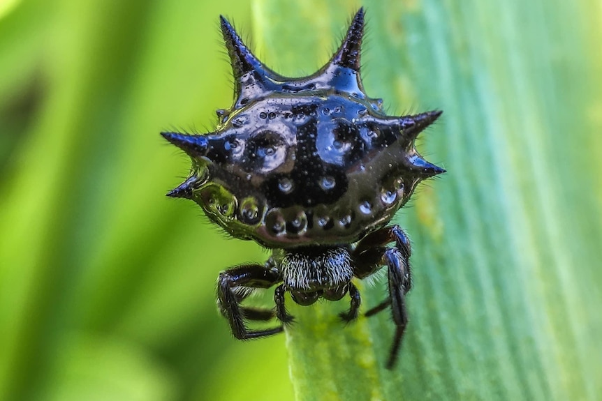 christmas spider