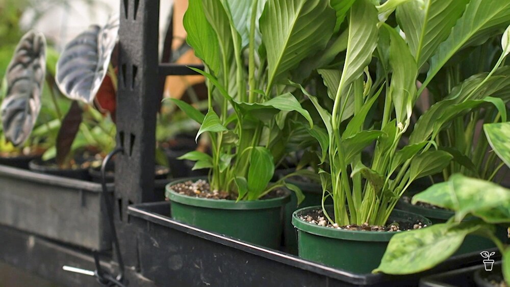 Self-watering Containers - Gardening Australia