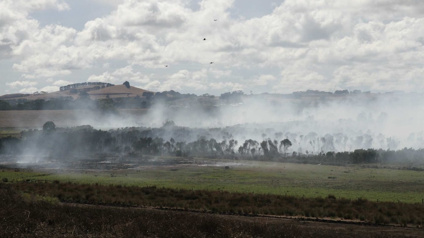 Smoke from a fire near Cobrico rises over trees.