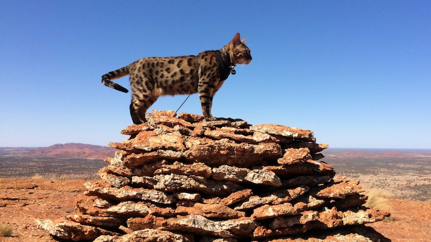 A brown cat with dark brown spots stands at the top of a large pile of rocks covered in red desert sand overlooking a valley.