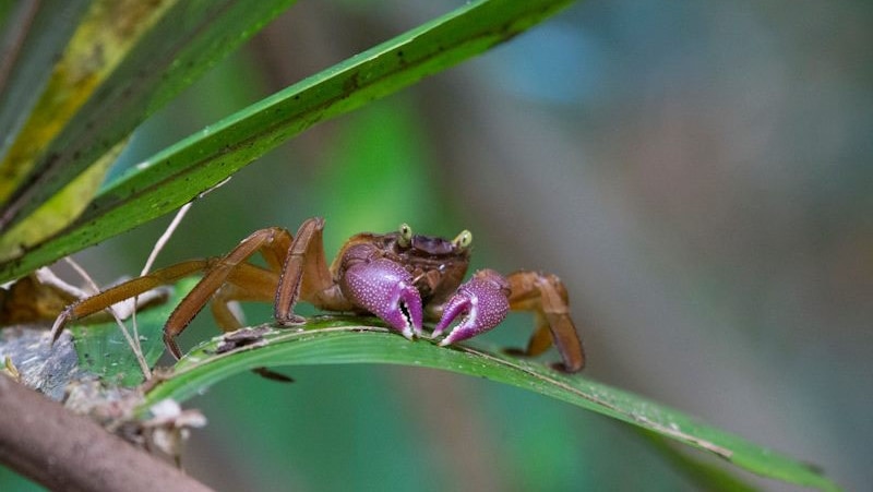 White stripe crab rediscovered on Christmas Island