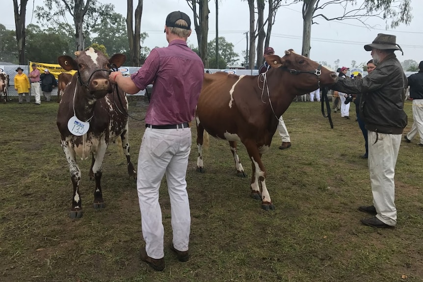 Two men showing dairy cows in a ring.