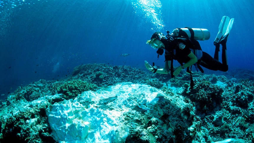 A diver swims over damaged coral.