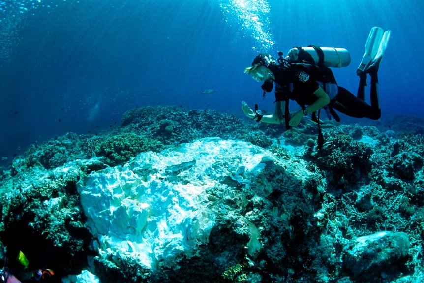 A diver swims over damaged coral.