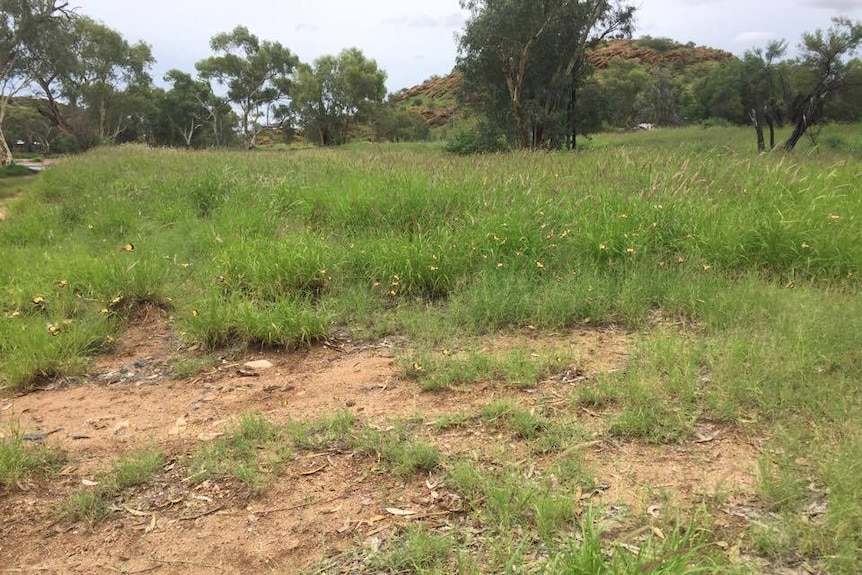 Yellow-winged grasshoppers flying around greenery in Alice Springs