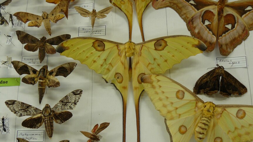 Specimens from an extensive insect collection donated to the University of Newcastle.