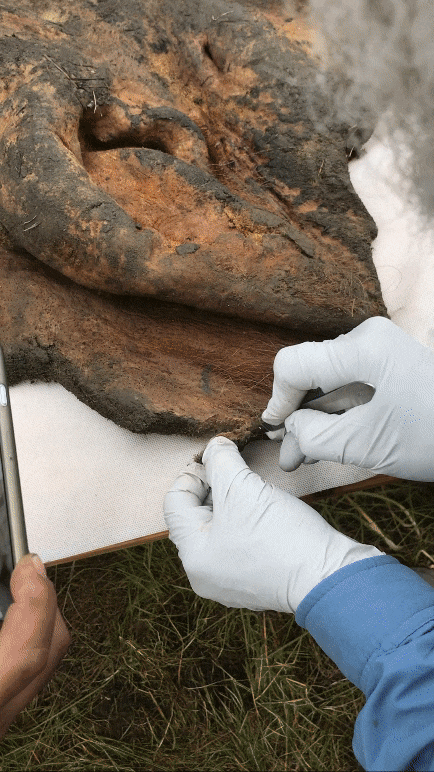 A scalpel removes a chuck of skin from a mammoth. The sample looks almost cooked or dried 
