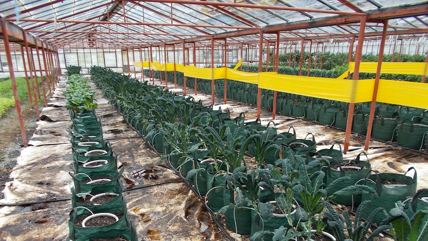 A line of bags filled with soil and growing fresh vegetables inside a glasshouse in the Huon Valley