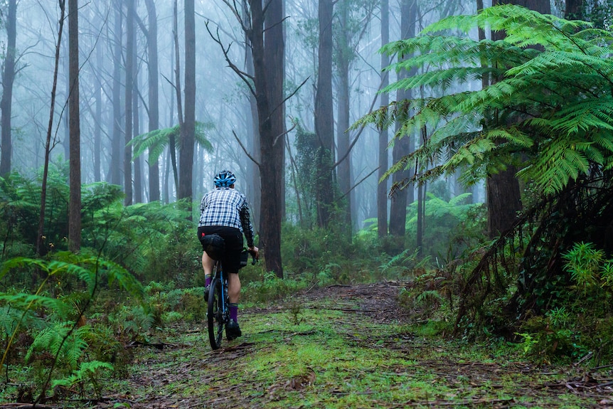 A bike rider peddling into a misty, moody gum forest.