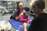 Two women tend to a koala wrapped in a towel in a veterinarian's surgery.