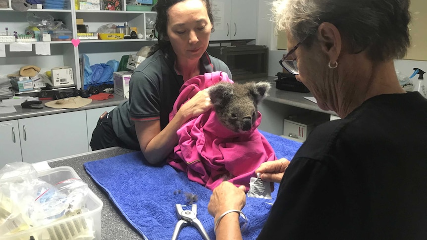 Anwen the koala is getting checked over one last time before her release