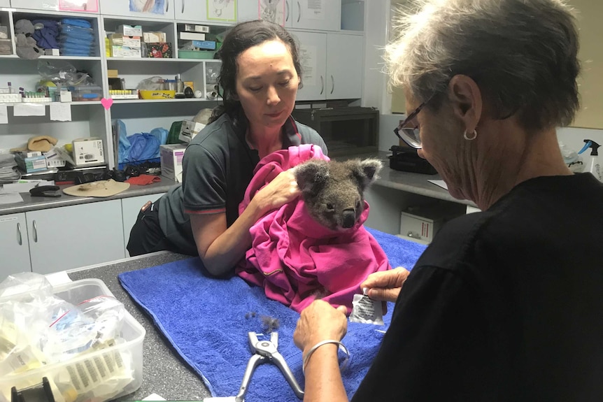 Two women tend to a koala wrapped in a towel in a veterinarian's surgery.