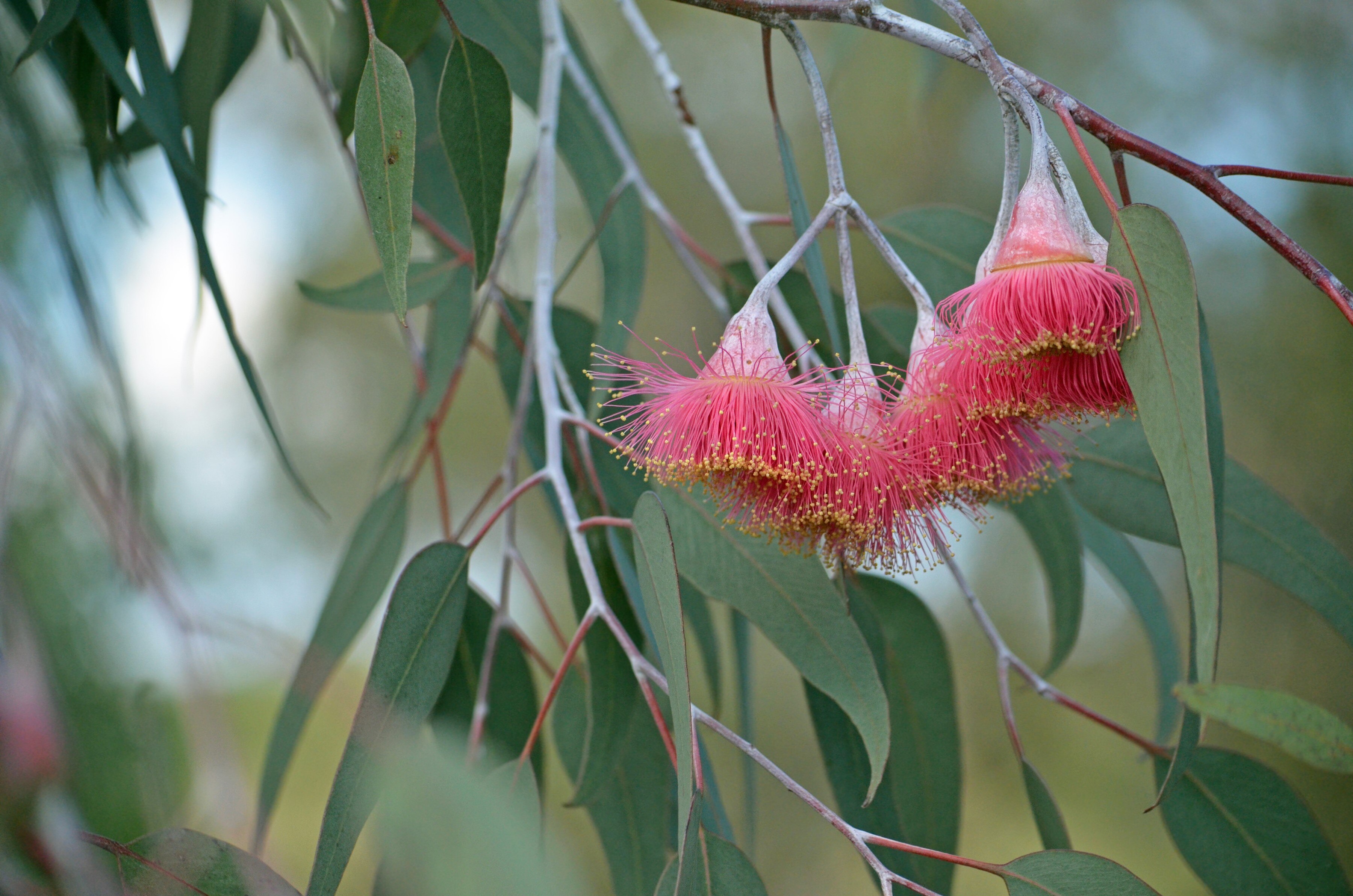 A group of red gumnut blossoms with yellow tips, and grey green leaves in the background
