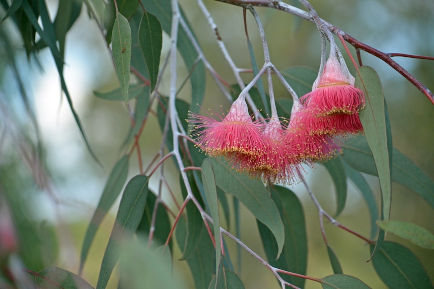 A group of red gumnut blossoms with yellow tips, and grey green leaves in the background