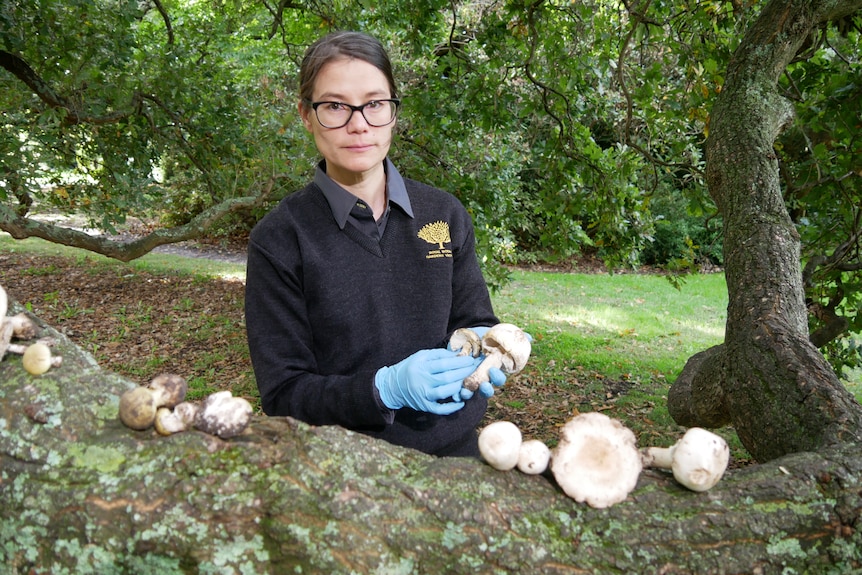 Dr Camille Truong Research Scientist (Mycologist) Royal Botanic Gardens Victoria (1)