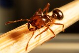 Close-up photo of a small, reddish-brown ant crawling along a light brown stick.