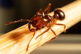 Fire ant in extreme close up on a stick