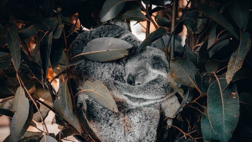 A koala with her joey in a tree