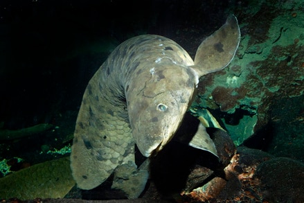 A giant Australian lungfish looks to camera.