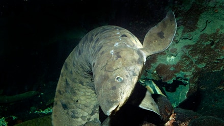 A giant Australian lungfish looks to camera.