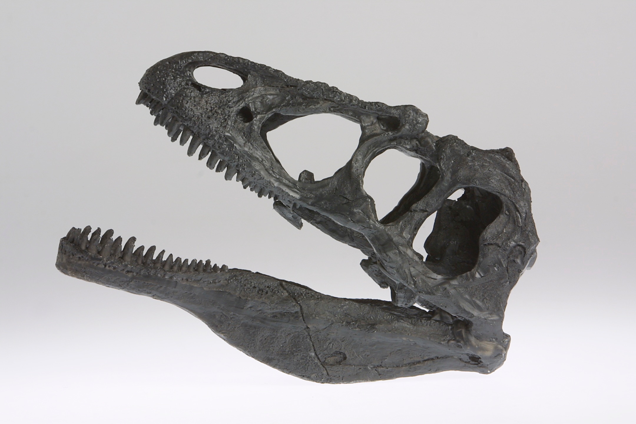 An Allosaurus skull cast on a white background.