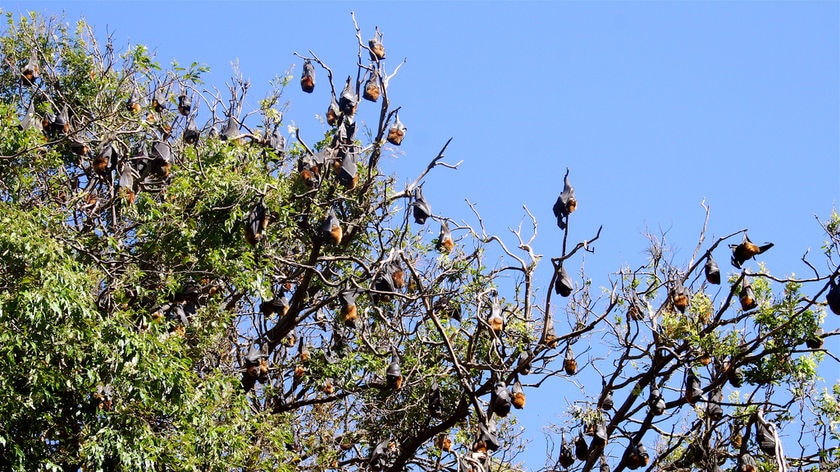 Fruit bats hang in Sydney's Royal Botanic Gardens