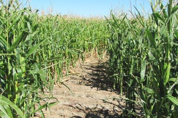 Utah's Crazy Corn Maze