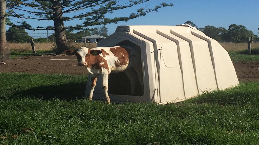 Brown and white calf steps out of shelter