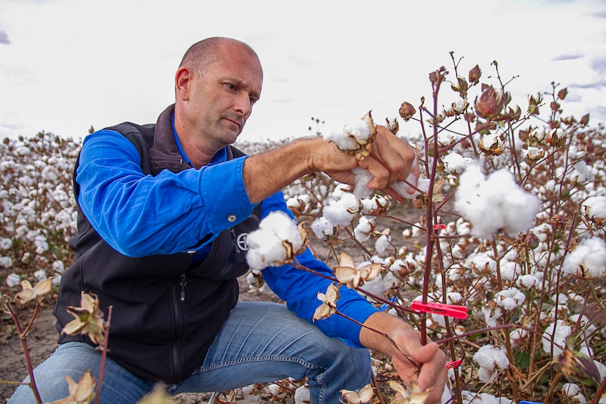 Scientist Dr Paul Grundy picks a trial crop of cotton by hand.