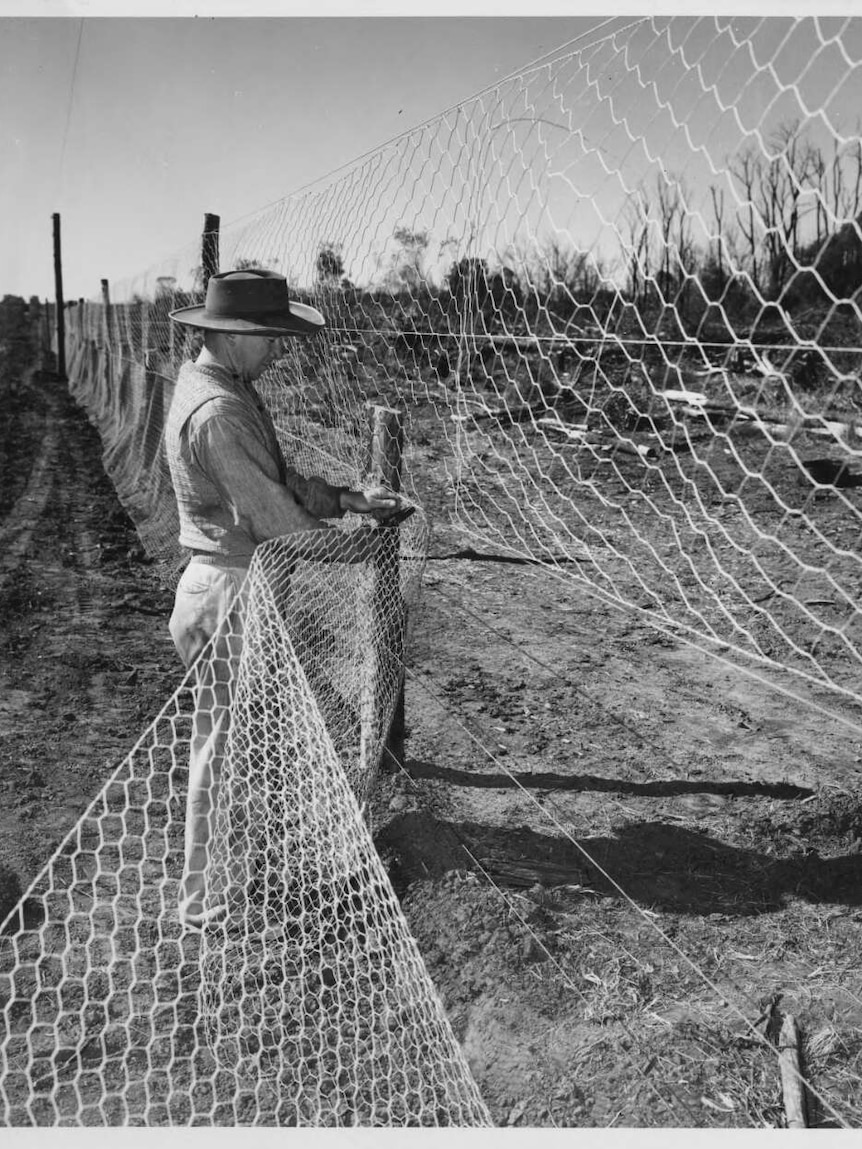 A black and white photo of a man putting up a tall chicken wire fence in the outback