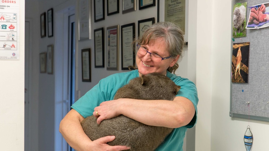 Wombat cuddles