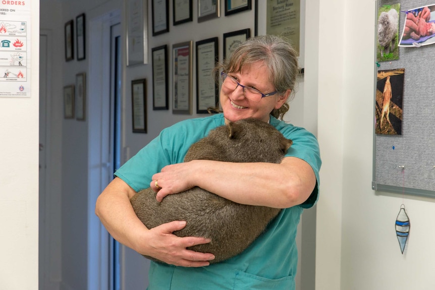 Wombat cuddles
