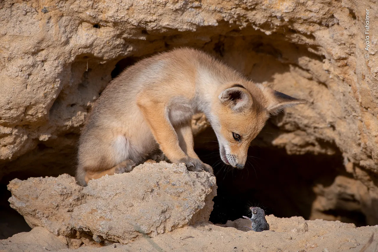 Standing on a rock in the Judean Foothills of Israel, a red fox cub locks eyes with a shrew
