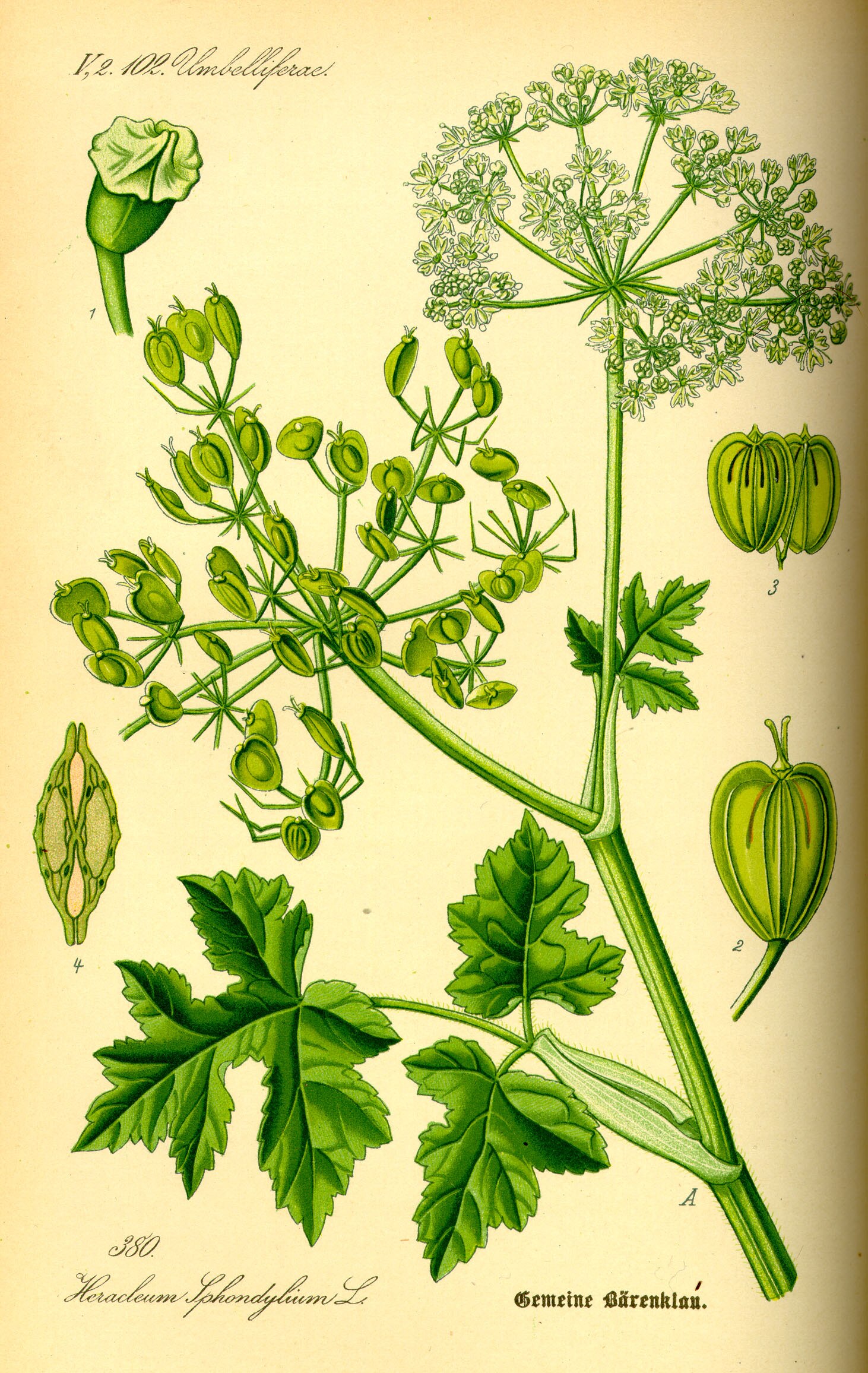 A botanical drawing of a plant, with heart-shaped pods