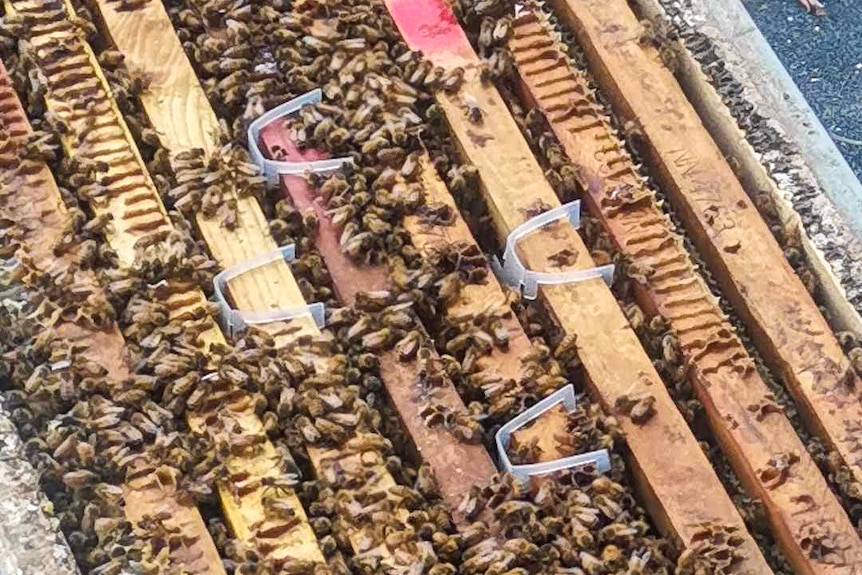 The tops of plastic miticide strips sit on bee frames with bees.