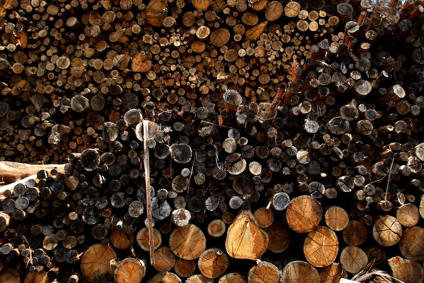 A pile of felled eucalytpus logs. 