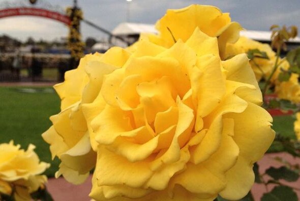弗莱明顿赛马场的黄金兔玫瑰。